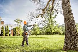 How Our Tree Care Process Works  in West Monroe, LA